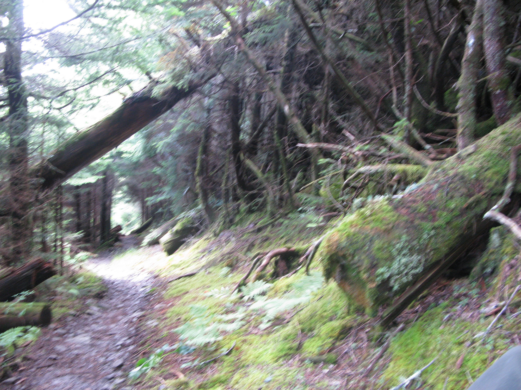 GRSM Accuracy Assessment. Plot Code: GRSM_AA_0156_5