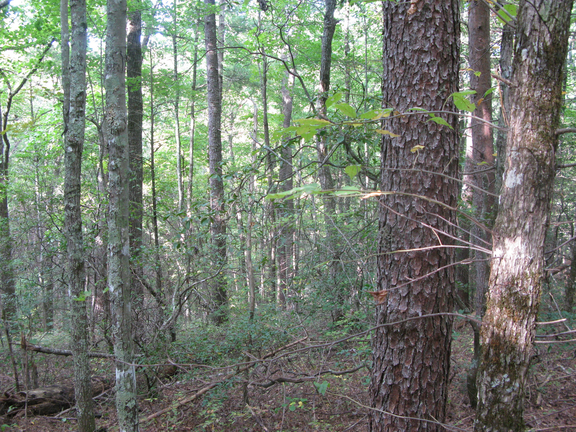 GRSM Accuracy Assessment. Plot Code: GRSM_AA_0451_5