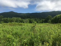 GRSM Accuracy Assessment. Plot Code: GRSM_AA_0461_2