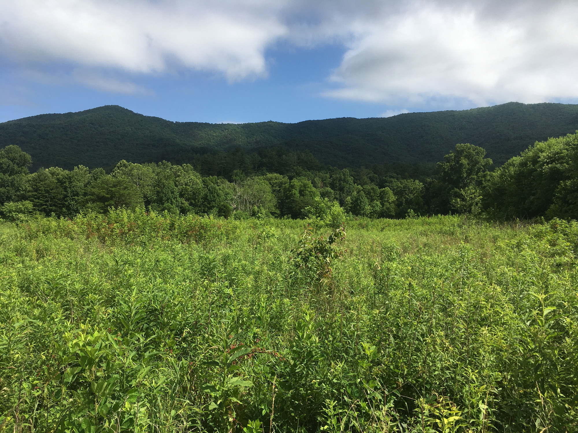 GRSM Accuracy Assessment. Plot Code: GRSM_AA_0461_2