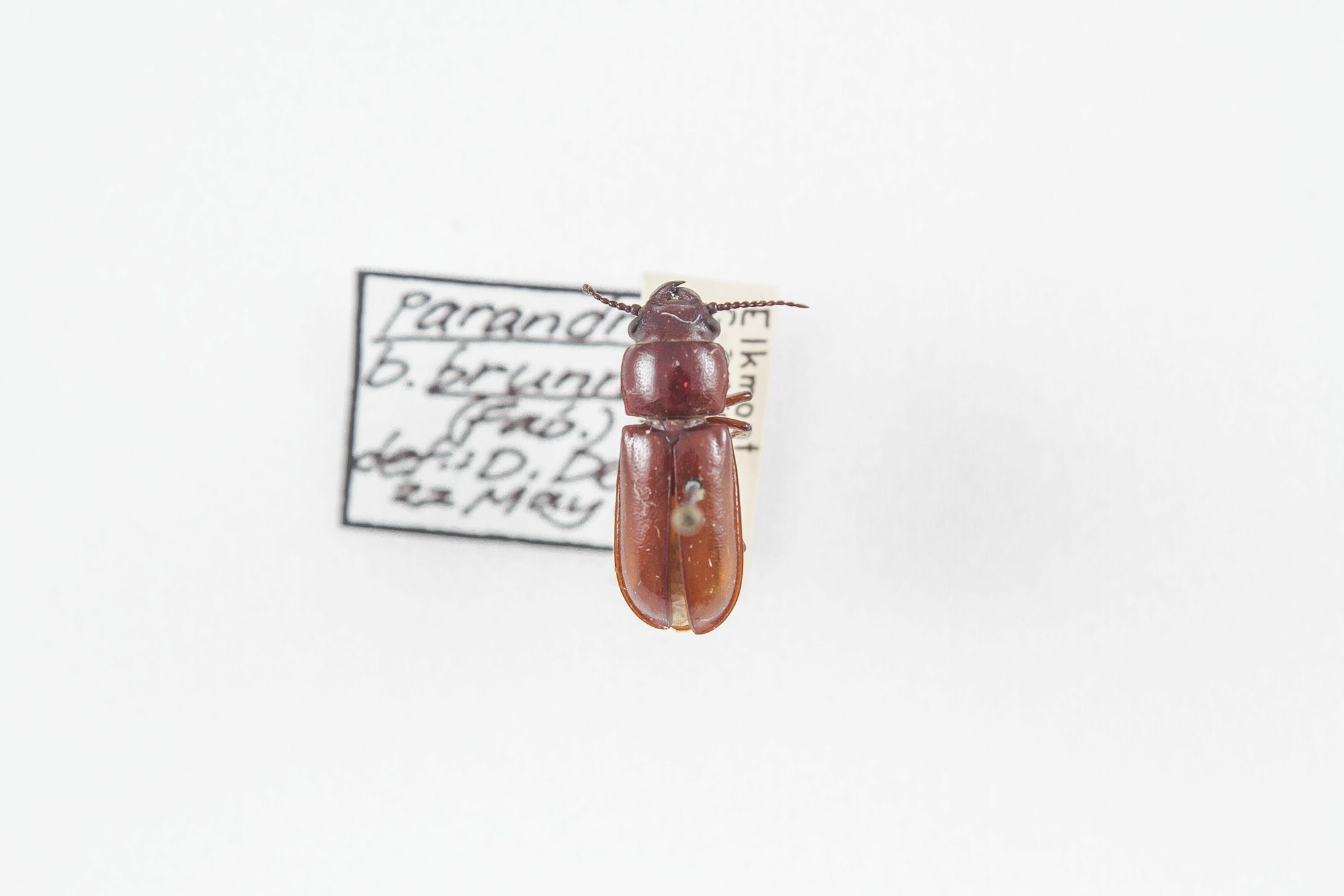 Image of Parandra brunnea, a species of Insect