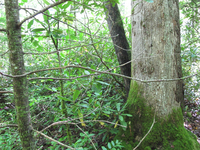 GRSM Accuracy Assessment. Plot Code: GRSM_AA_0283_3