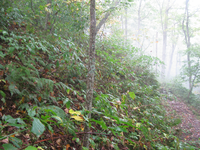 GRSM Accuracy Assessment. Plot Code: GRSM_AA_0440_6