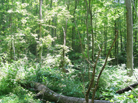 GRSM Accuracy Assessment. Plot Code: GRSM_AA_0284_3