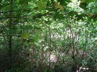 GRSM Accuracy Assessment. Plot Code: GRSM_AA_0715_6