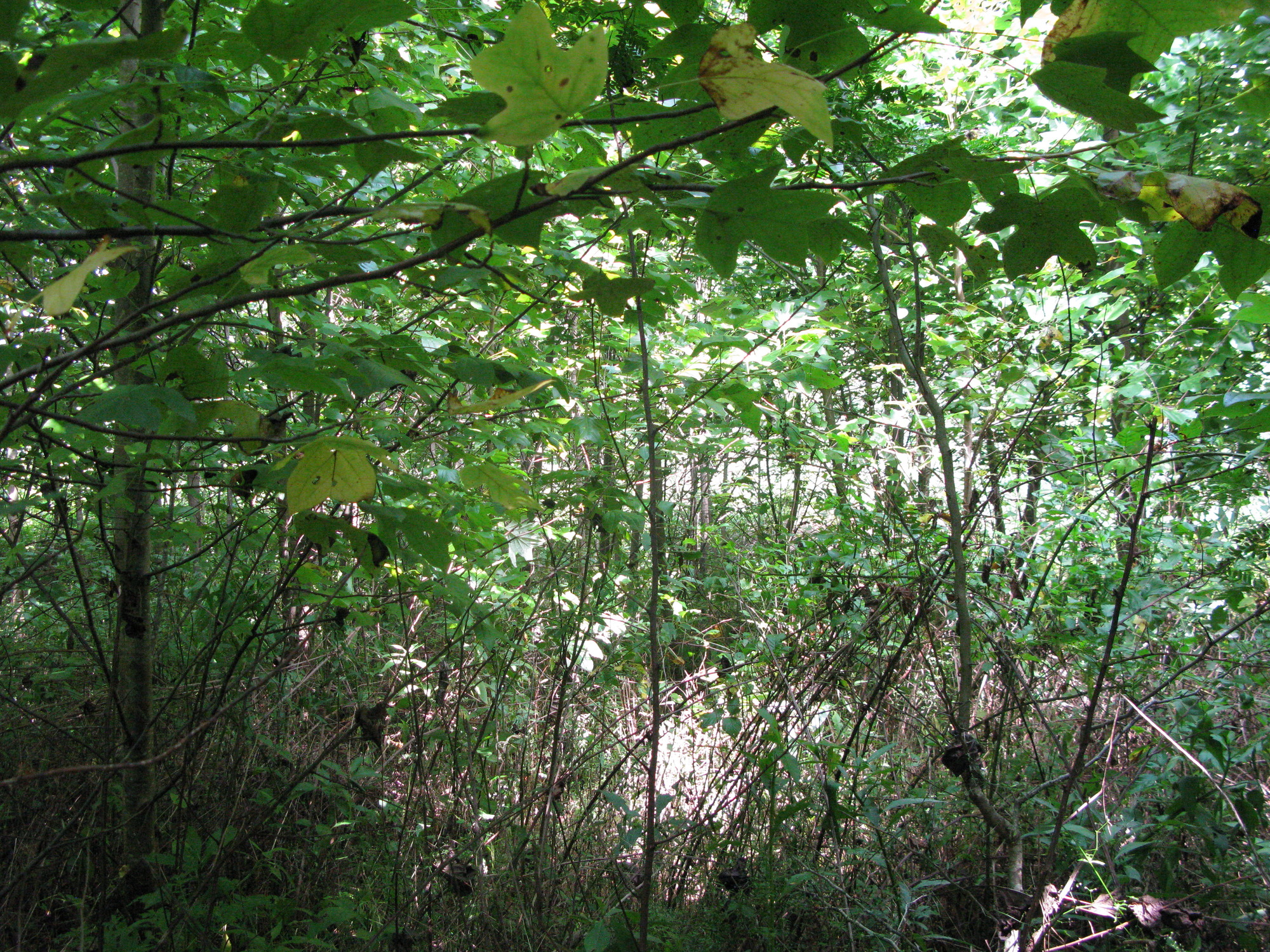 GRSM Accuracy Assessment. Plot Code: GRSM_AA_0715_6