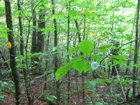 GRSM Accuracy Assessment. Plot Code: GRSM_AA_0358_6