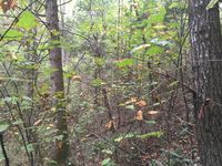 GRSM Accuracy Assessment. Plot Code: GRSM_AA_0641_4