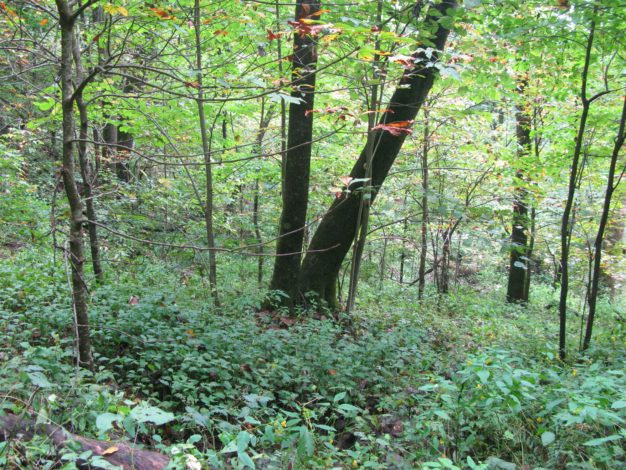 GRSM Accuracy Assessment. Plot Code: GRSM_AA_0485_6