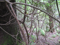 GRSM Accuracy Assessment. Plot Code: GRSM_AA_0930_3