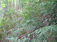 GRSM Accuracy Assessment. Plot Code: GRSM_AA_0386_4