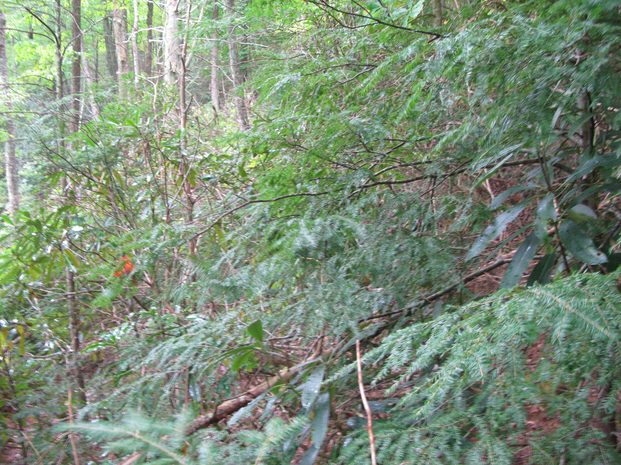 GRSM Accuracy Assessment. Plot Code: GRSM_AA_0386_4