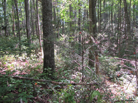 GRSM Accuracy Assessment. Plot Code: GRSM_AA_0946_4