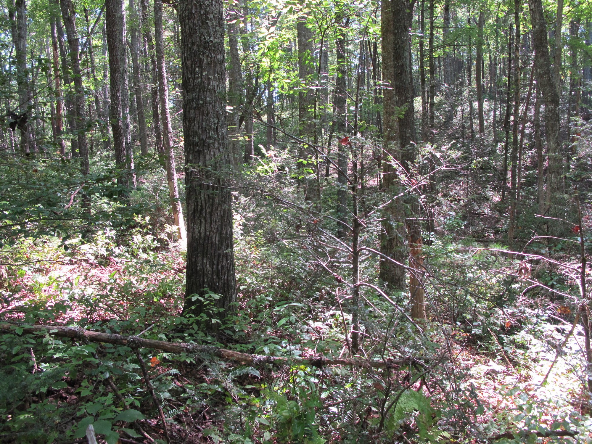 GRSM Accuracy Assessment. Plot Code: GRSM_AA_0946_4