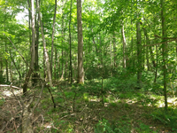 GRSM Accuracy Assessment. Plot Code: GRSM_AA_0795_2