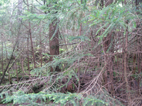 GRSM Accuracy Assessment. Plot Code: GRSM_AA_0555_2