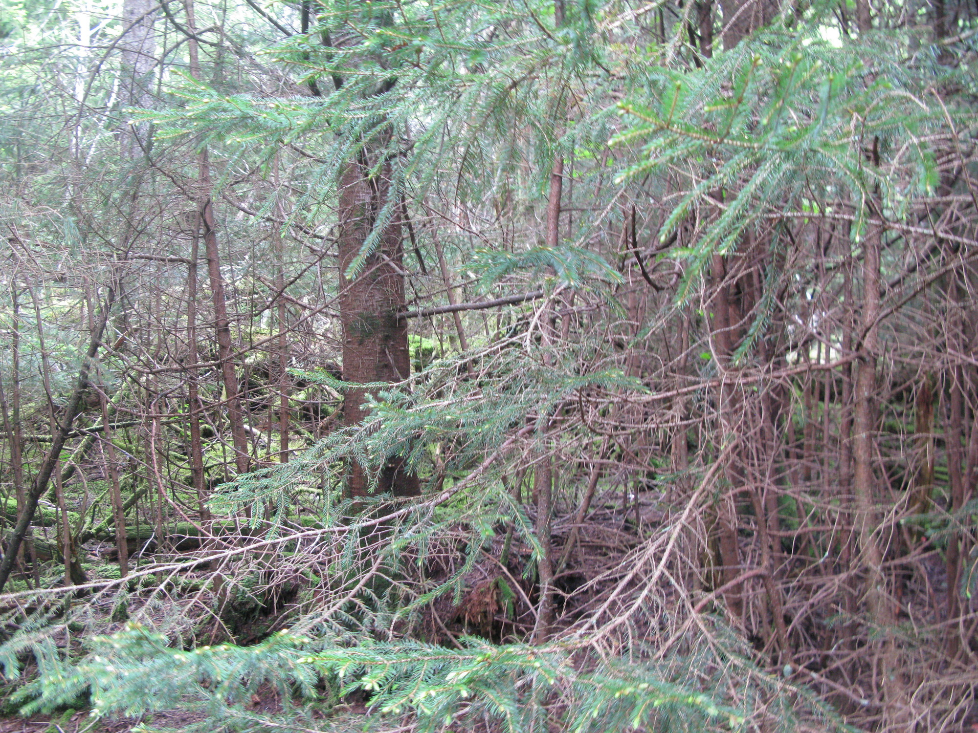 GRSM Accuracy Assessment. Plot Code: GRSM_AA_0555_2