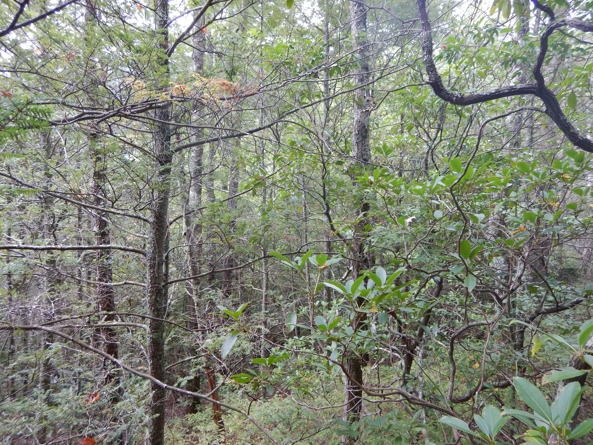 GRSM Accuracy Assessment. Plot Code: GRSM_AA_0518_4