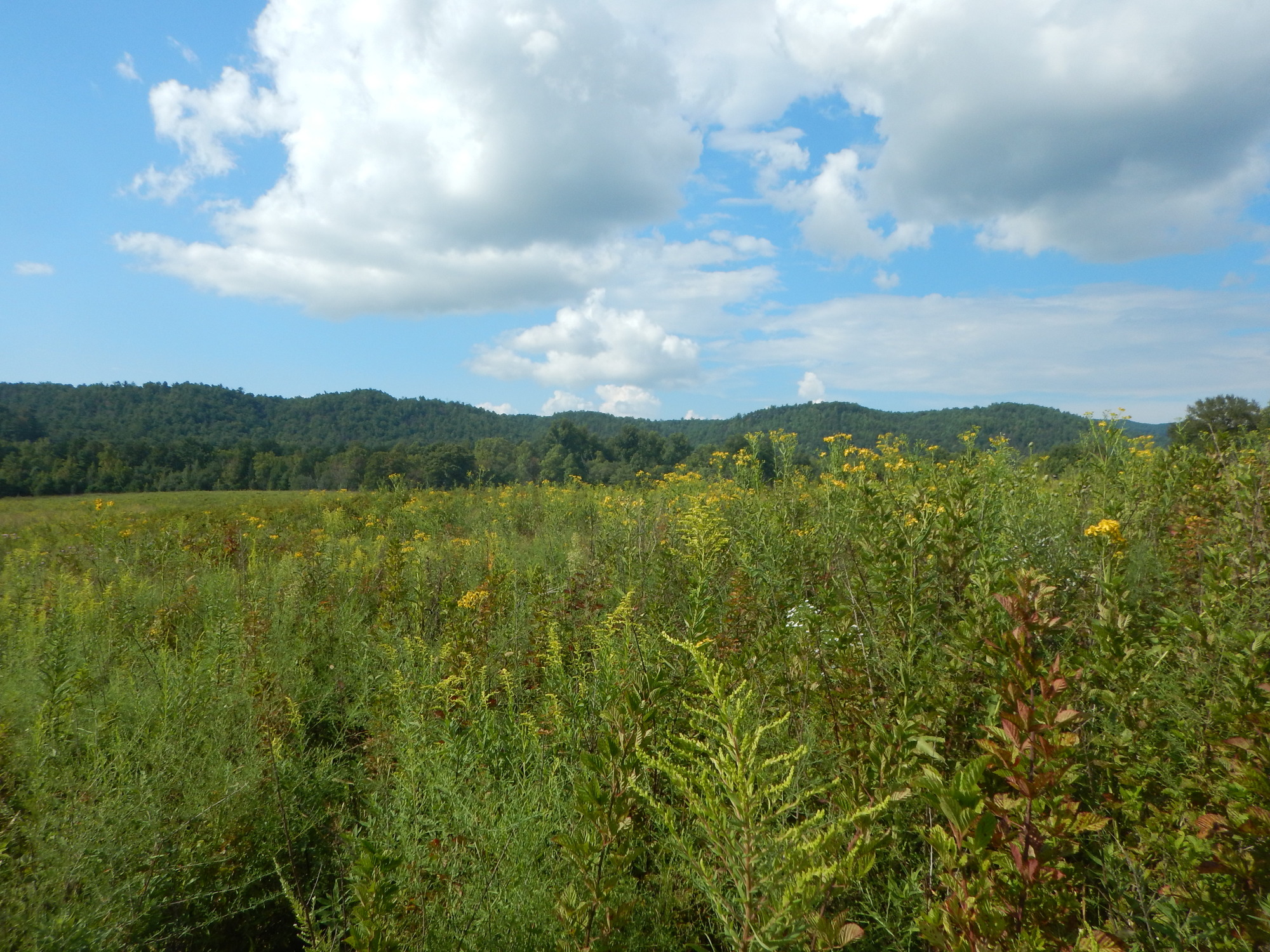 GRSM Accuracy Assessment. Plot Code: GRSM_AA_0585_2