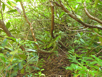 Plot Code: GRSM_AA_0523_6