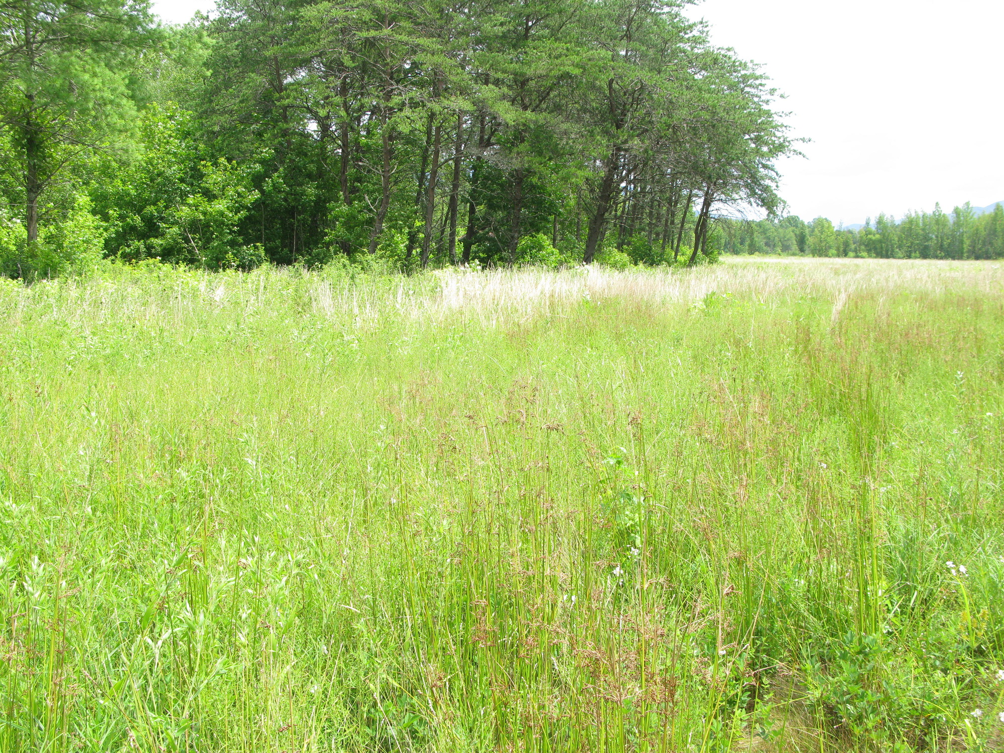 GRSM Accuracy Assessment. Plot Code: GRSM_AA_0833_6