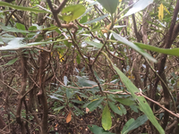 GRSM Accuracy Assessment. Plot Code: GRSM_AA_0363_3