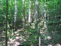 GRSM Accuracy Assessment. Plot Code: GRSM_AA_0287_6