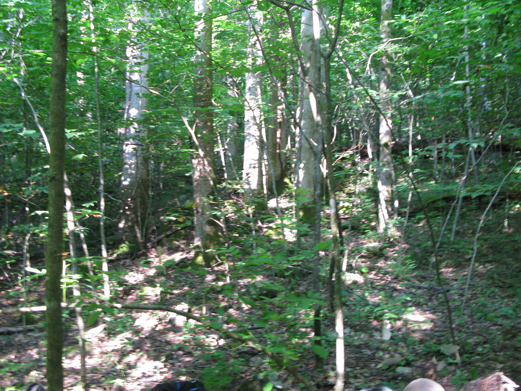 GRSM Accuracy Assessment. Plot Code: GRSM_AA_0287_6