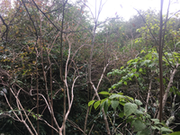 GRSM Accuracy Assessment. Plot Code: GRSM_AA_0395_3