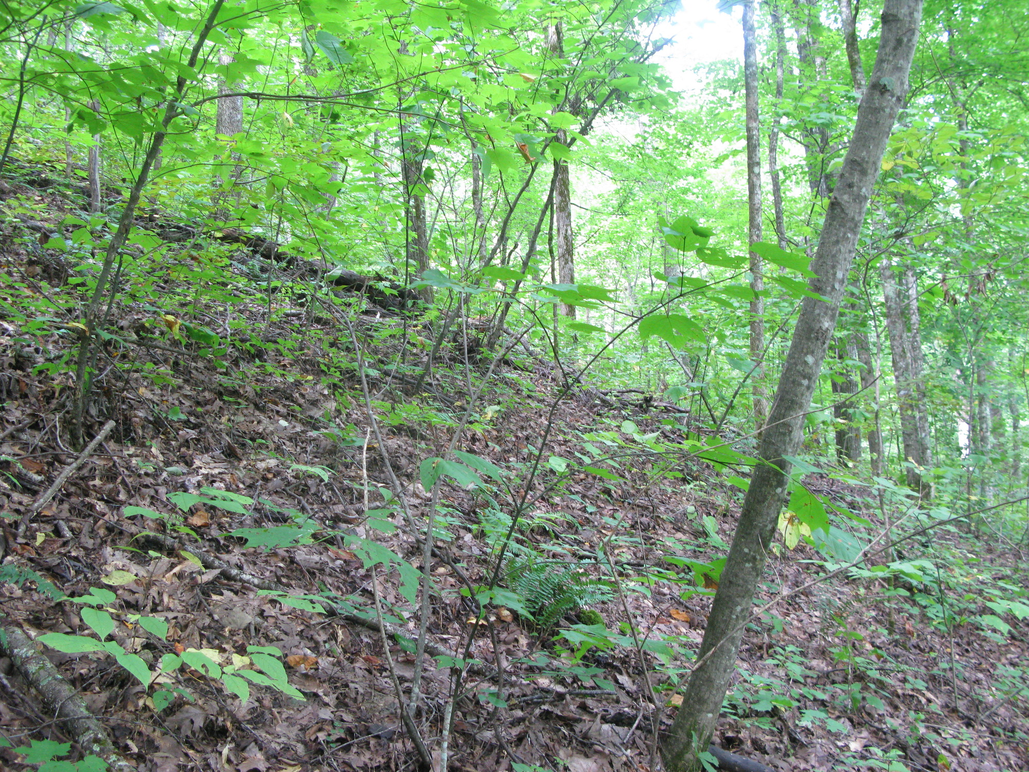 GRSM Accuracy Assessment. Plot Code: GRSM_AA_0426_5