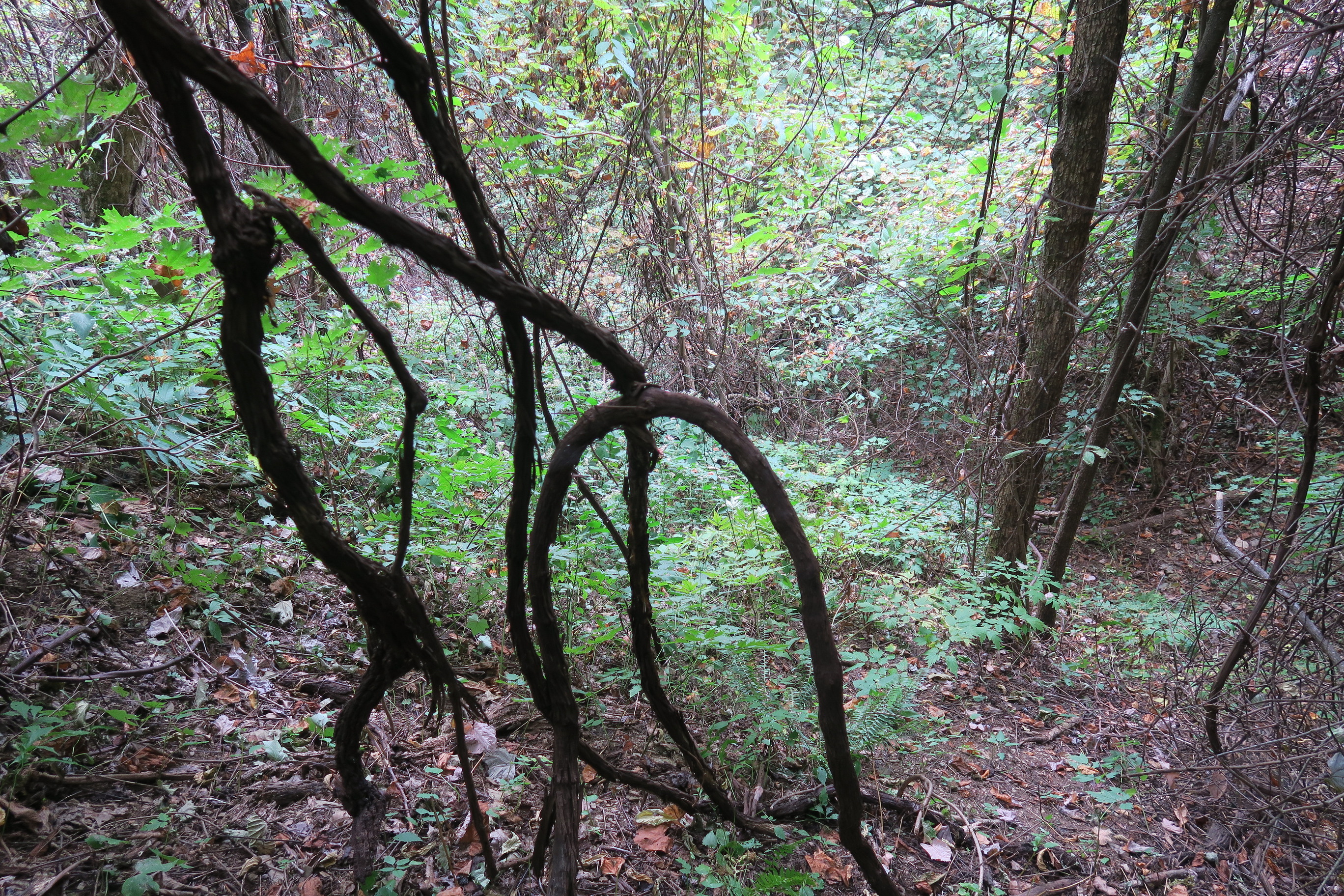 GRSM Accuracy Assessment. Plot Code: GRSM_AA_0765_2