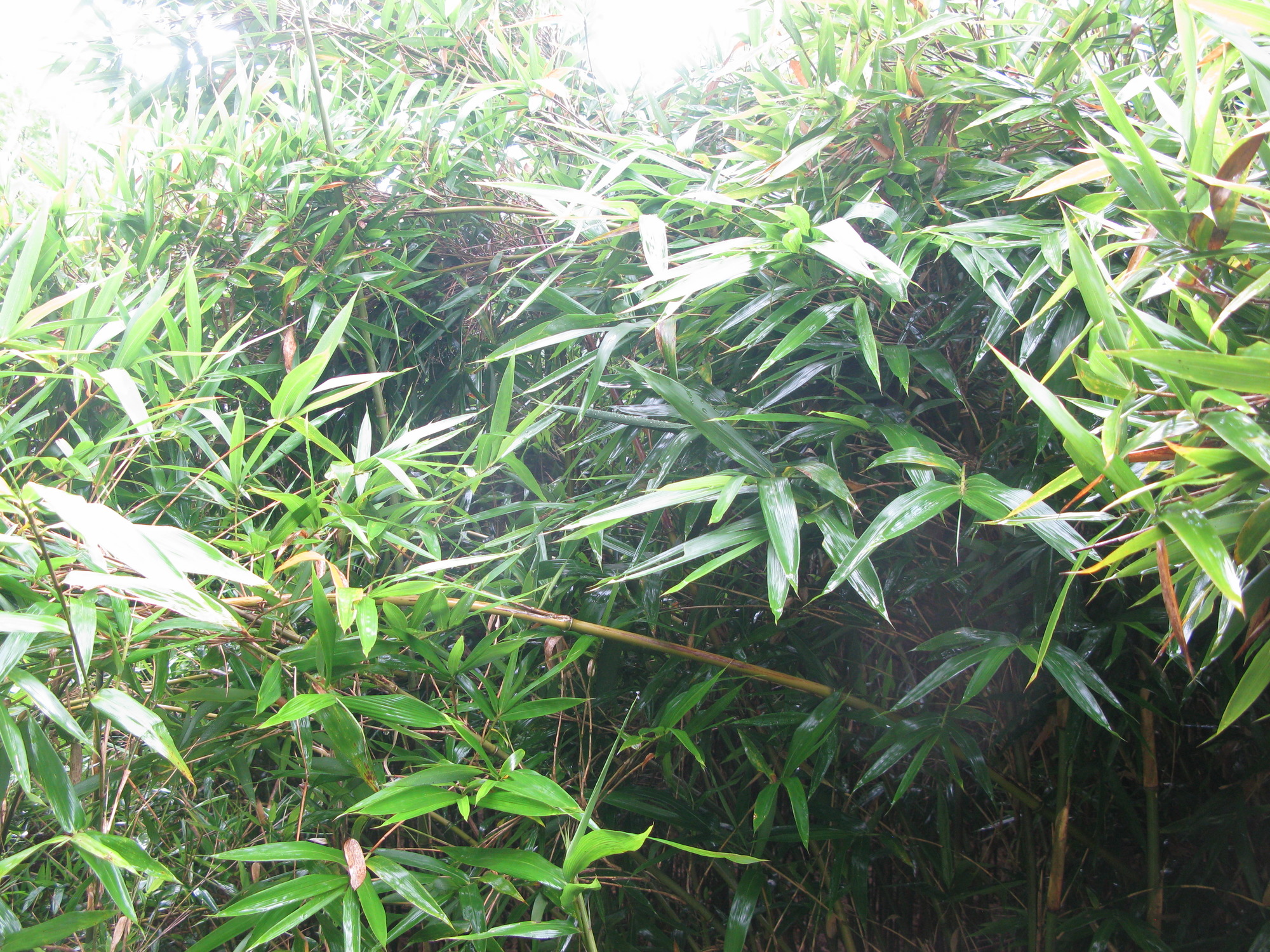 GRSM Accuracy Assessment. Plot Code: GRSM_AA_0636_3