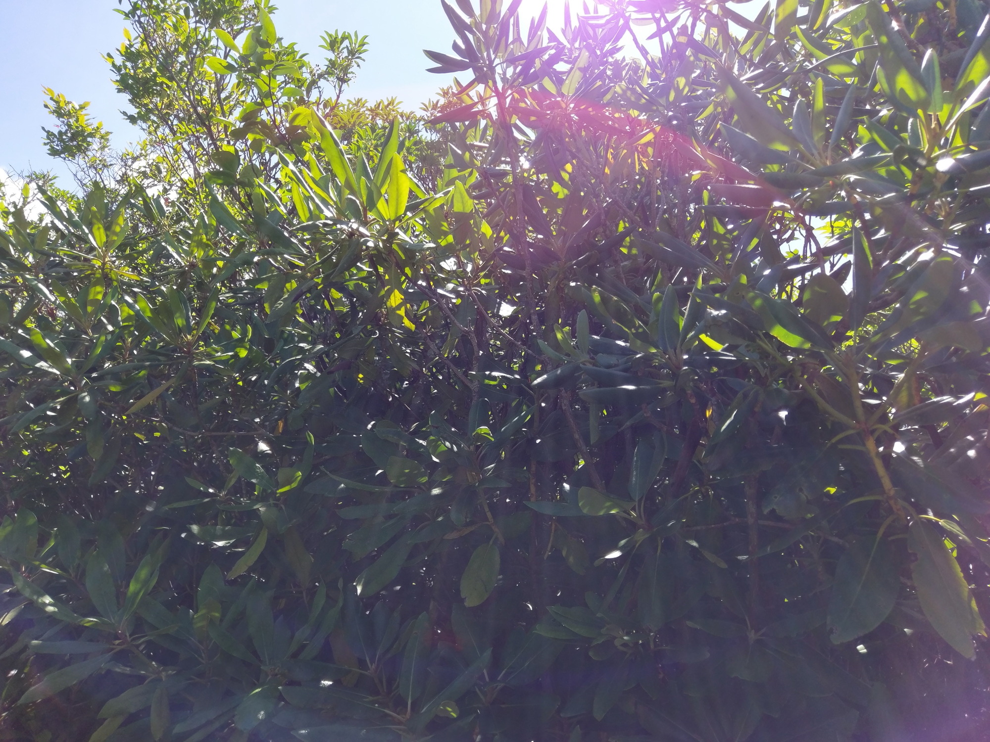 Plot Code: GRSM_AA_0391_3