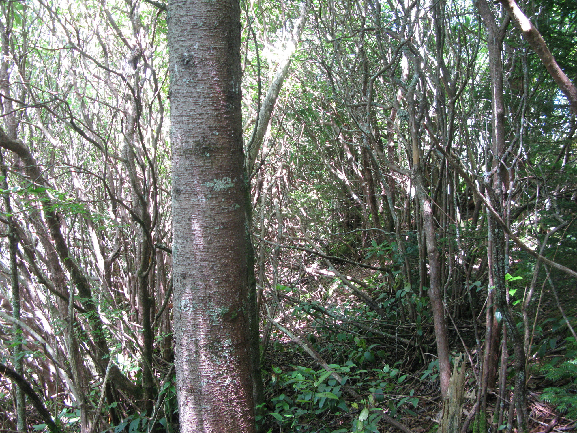 GRSM Accuracy Assessment. Plot Code: GRSM_AA_0317_5