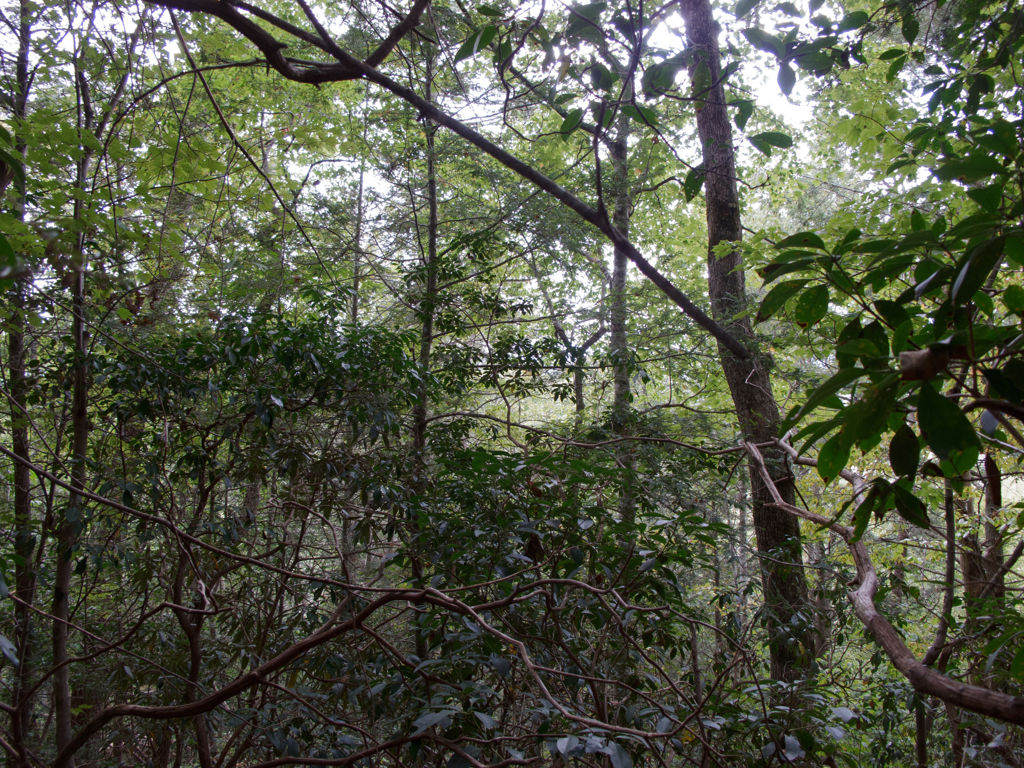 GRSM Accuracy Assessment. Plot Code: GRSM_AA_0915_4