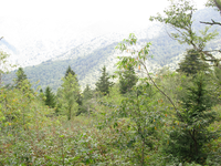 GRSM Accuracy Assessment. Plot Code: GRSM_AA_0970_4