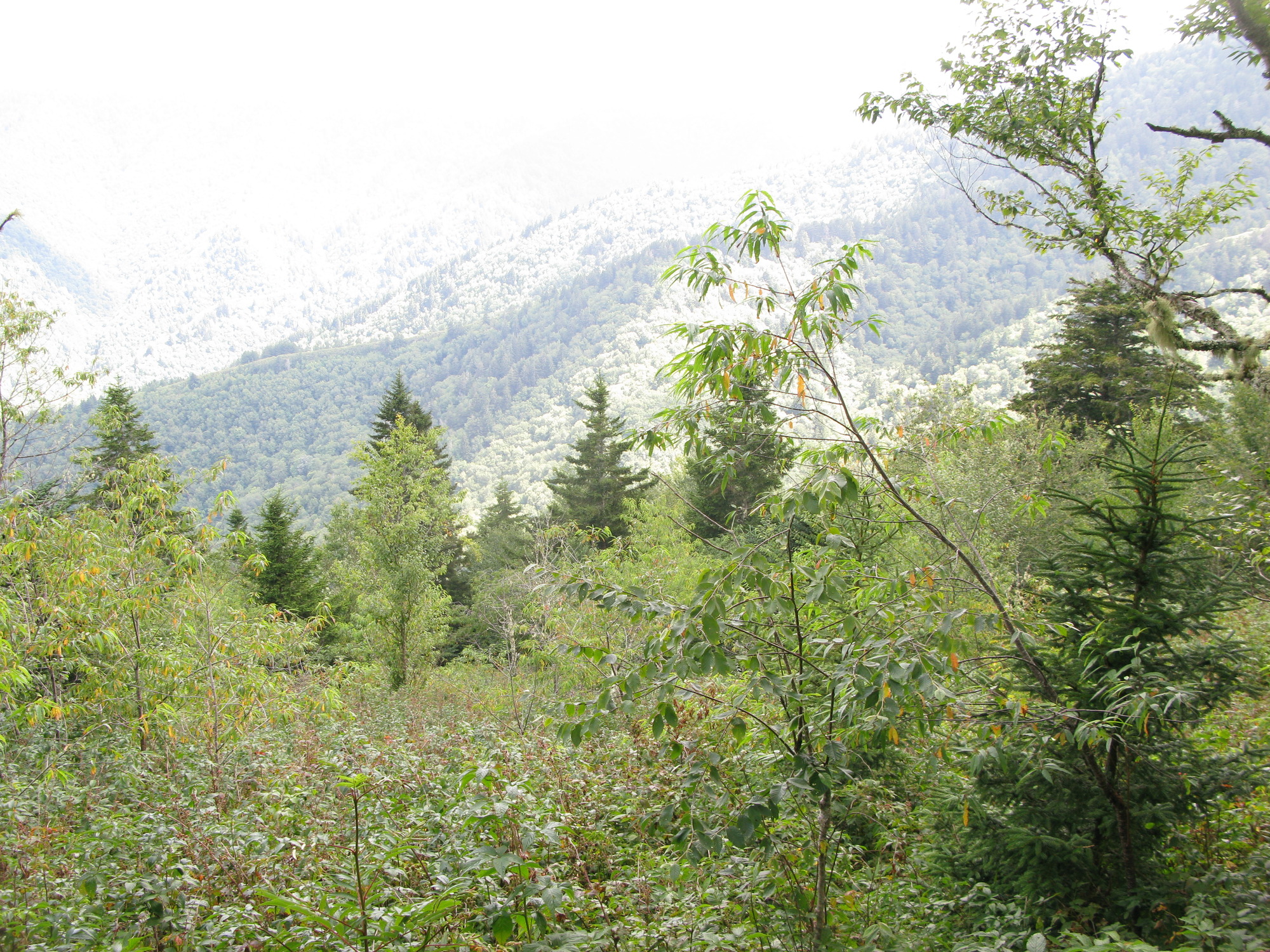 GRSM Accuracy Assessment. Plot Code: GRSM_AA_0970_4