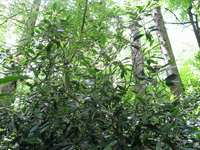 Plot Code: GRSM_AA_0436_5