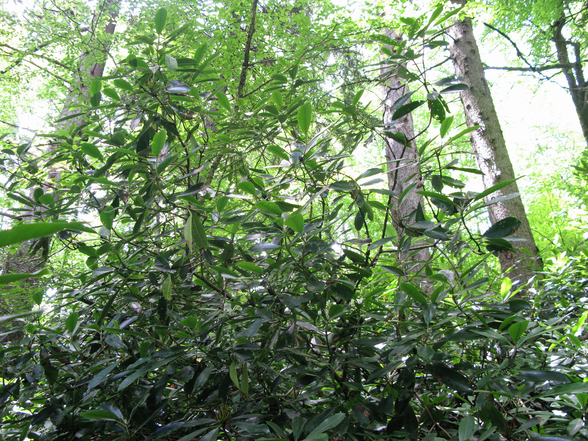 Plot Code: GRSM_AA_0436_5