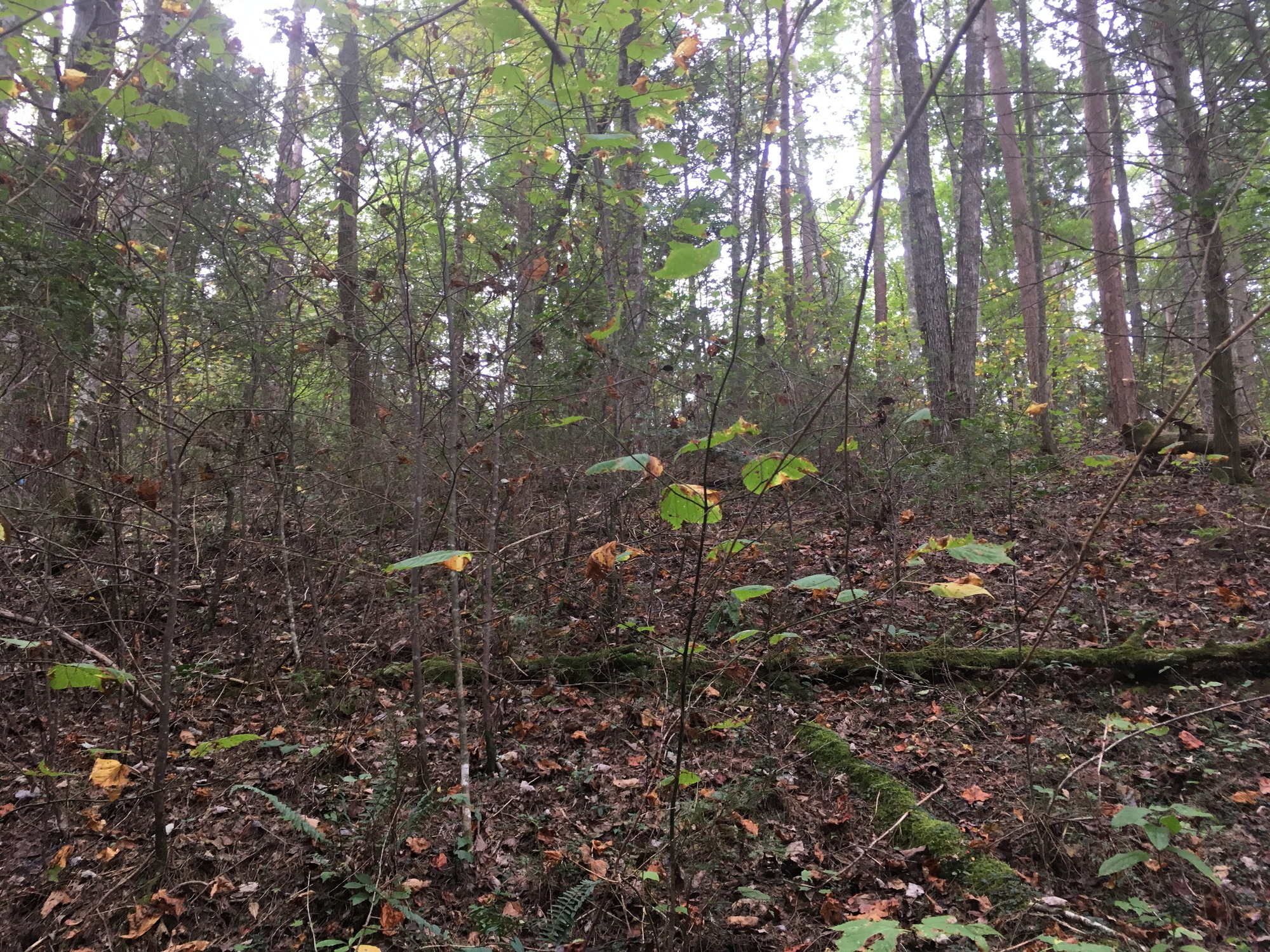 GRSM Accuracy Assessment. Plot Code: GRSM_AA_0641_5