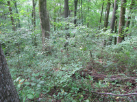 GRSM Accuracy Assessment. Plot Code: GRSM_AA_0581_4