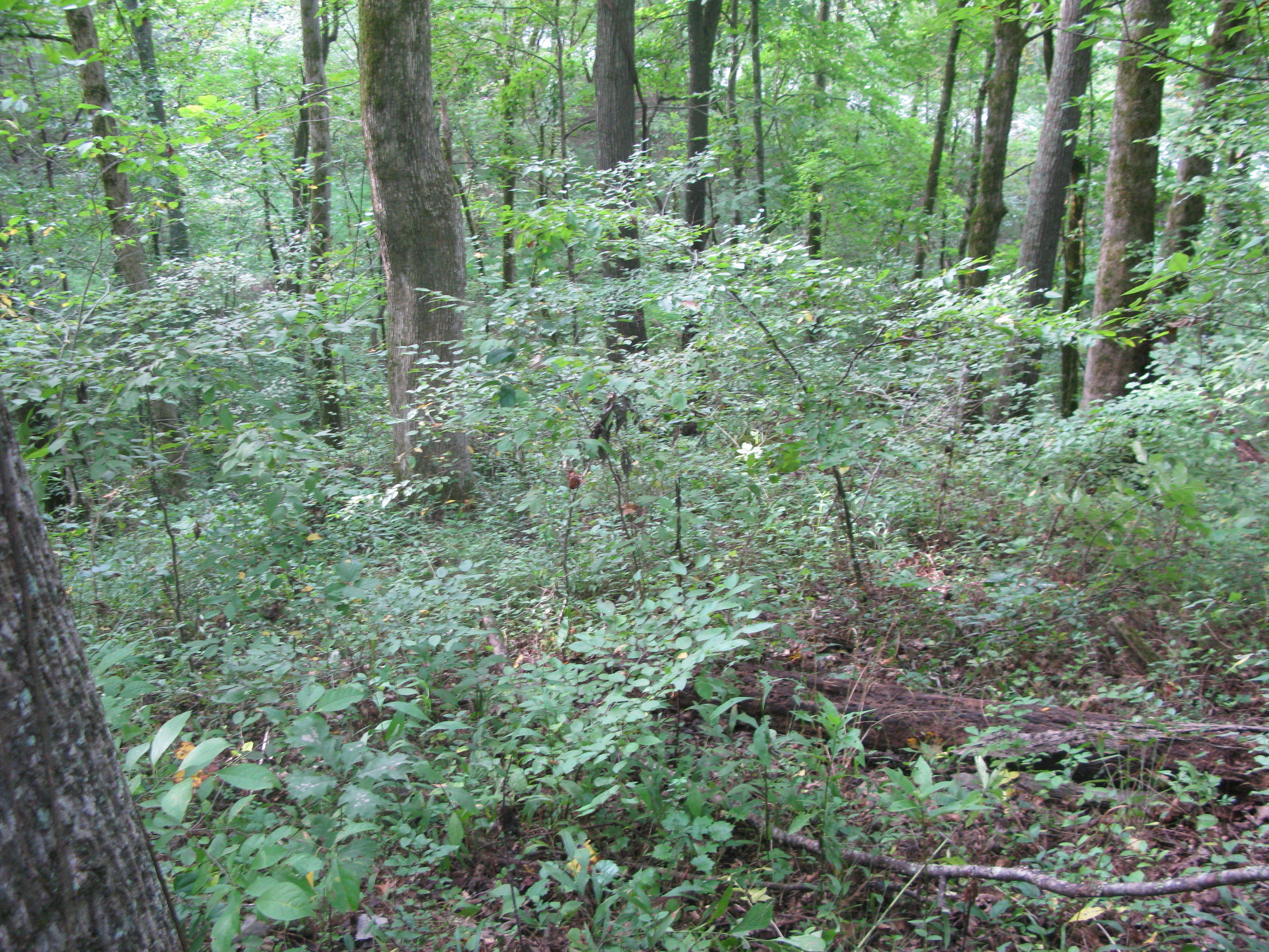 GRSM Accuracy Assessment. Plot Code: GRSM_AA_0581_4