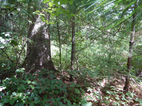 GRSM Accuracy Assessment. Plot Code: GRSM_AA_0714_3