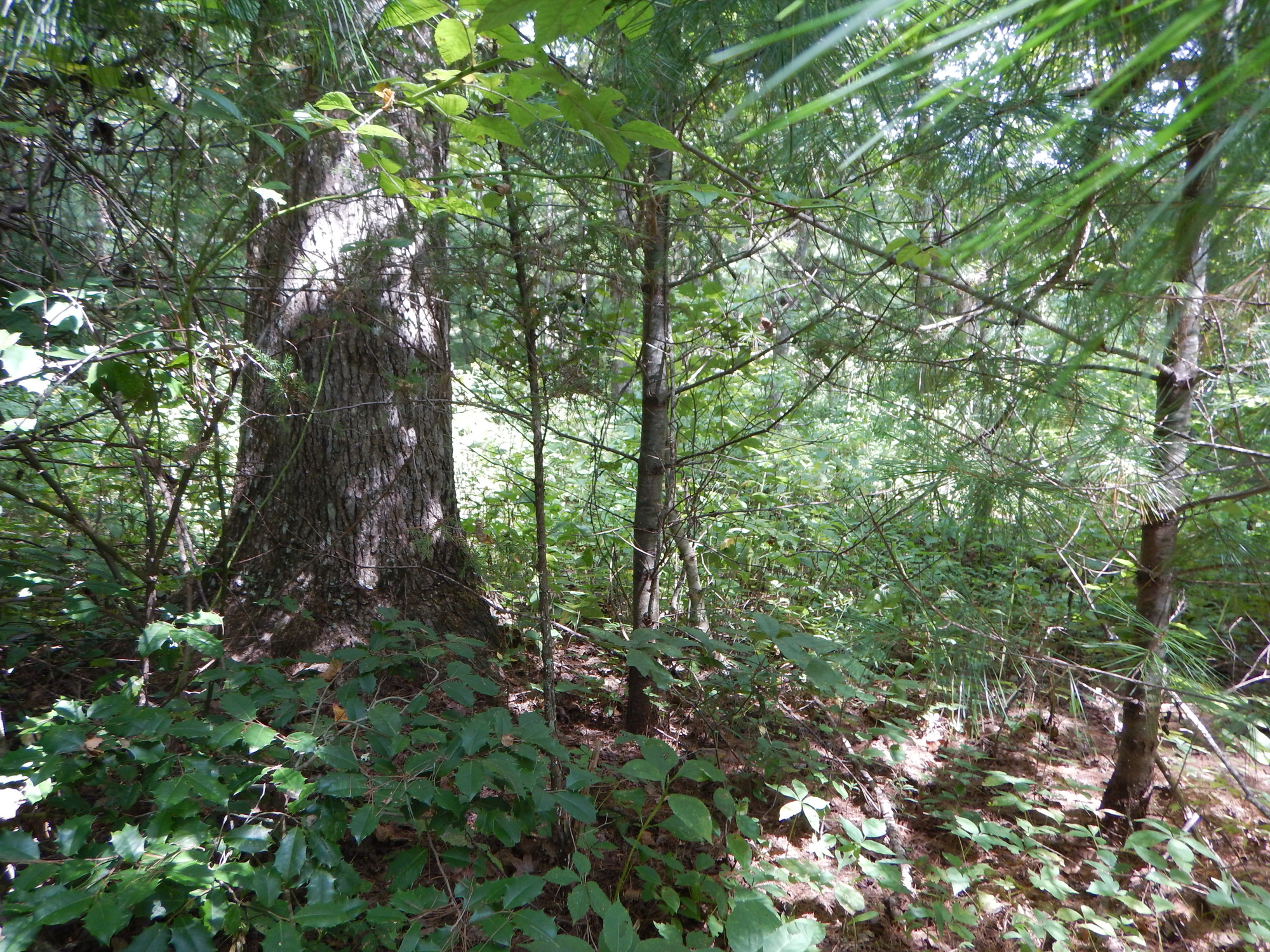 GRSM Accuracy Assessment. Plot Code: GRSM_AA_0714_3