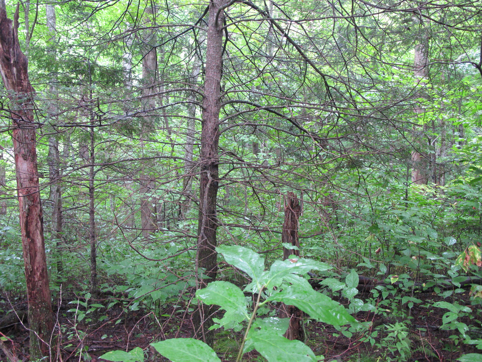 GRSM Accuracy Assessment. Plot Code: GRSM_AA_0612_3