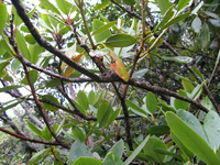 Plot Code: GRSM_AA_0369_5