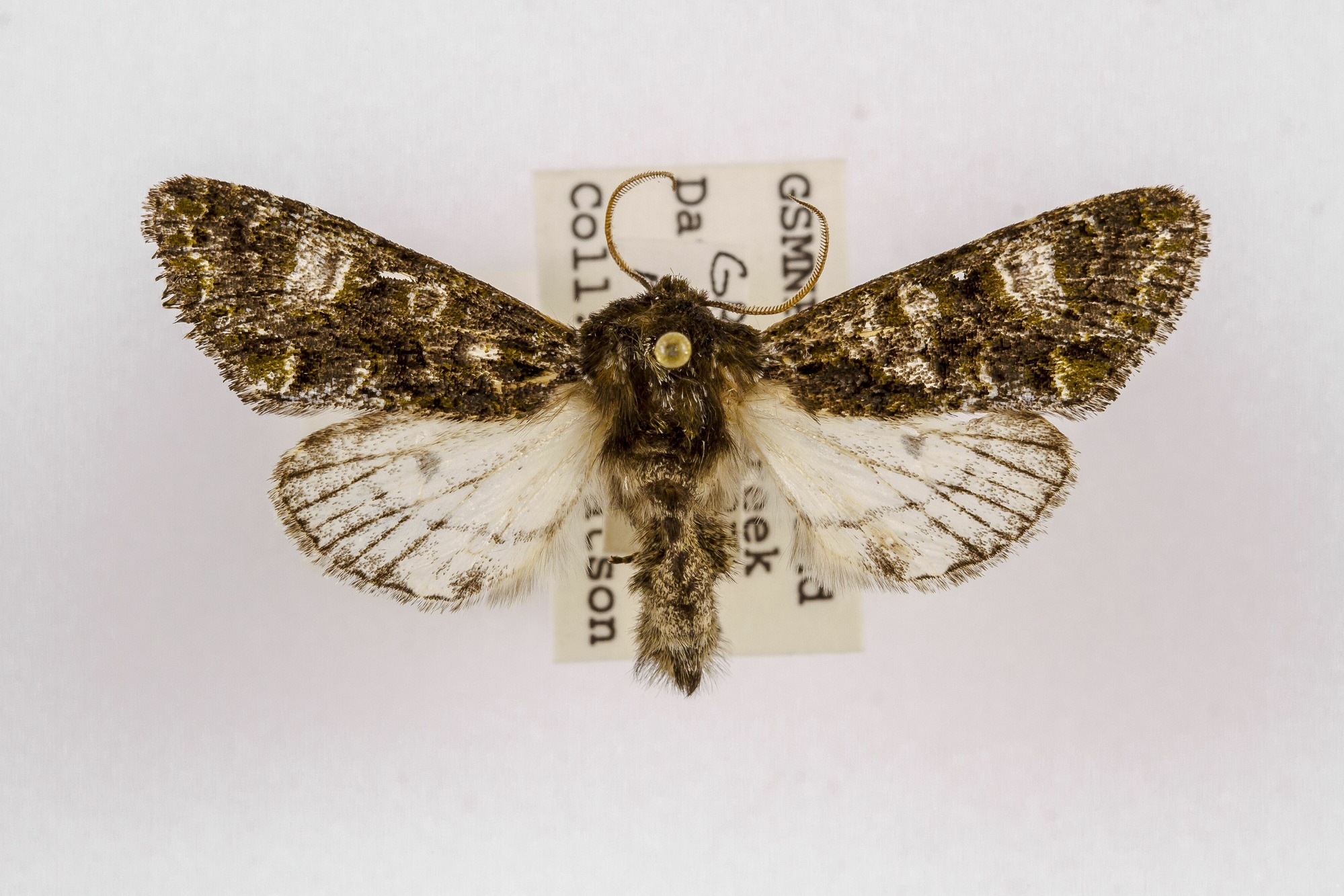 Image of Copivaleria grotei, a species of Animalia