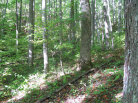 GRSM Accuracy Assessment. Plot Code: GRSM_AA_0338_5