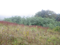 GRSM Accuracy Assessment. Plot Code: GRSM_AA_0096_3