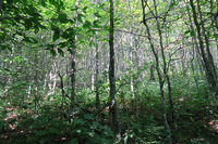 GRSM Accuracy Assessment. Plot Code: GRSM_AA_0847_3